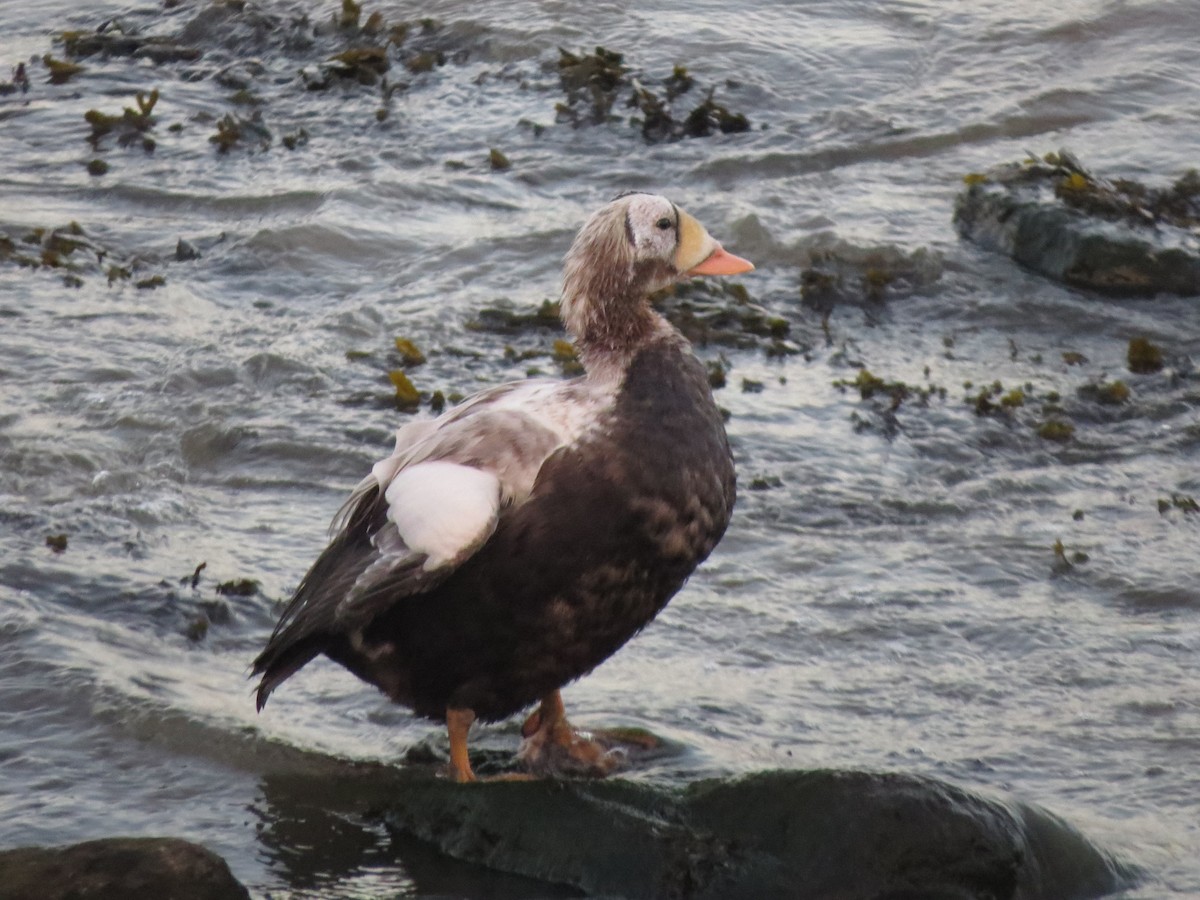 Spectacled Eider - ML644852416