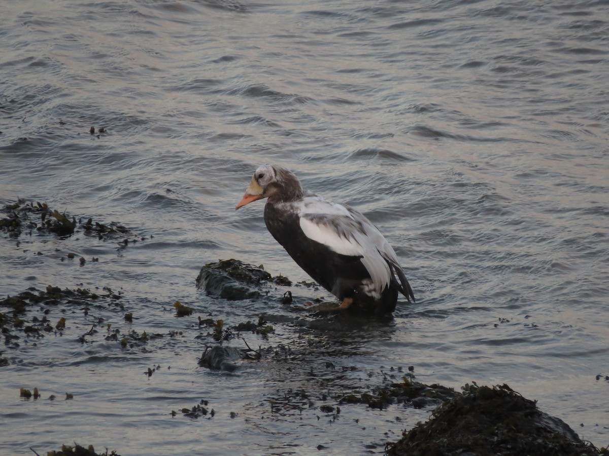 Spectacled Eider - ML644852422