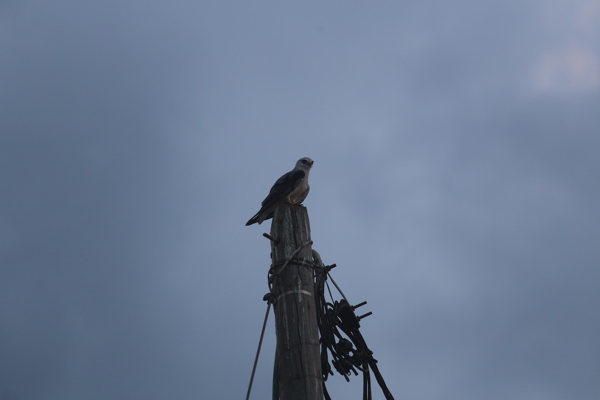 Black-winged Kite - ML644852432