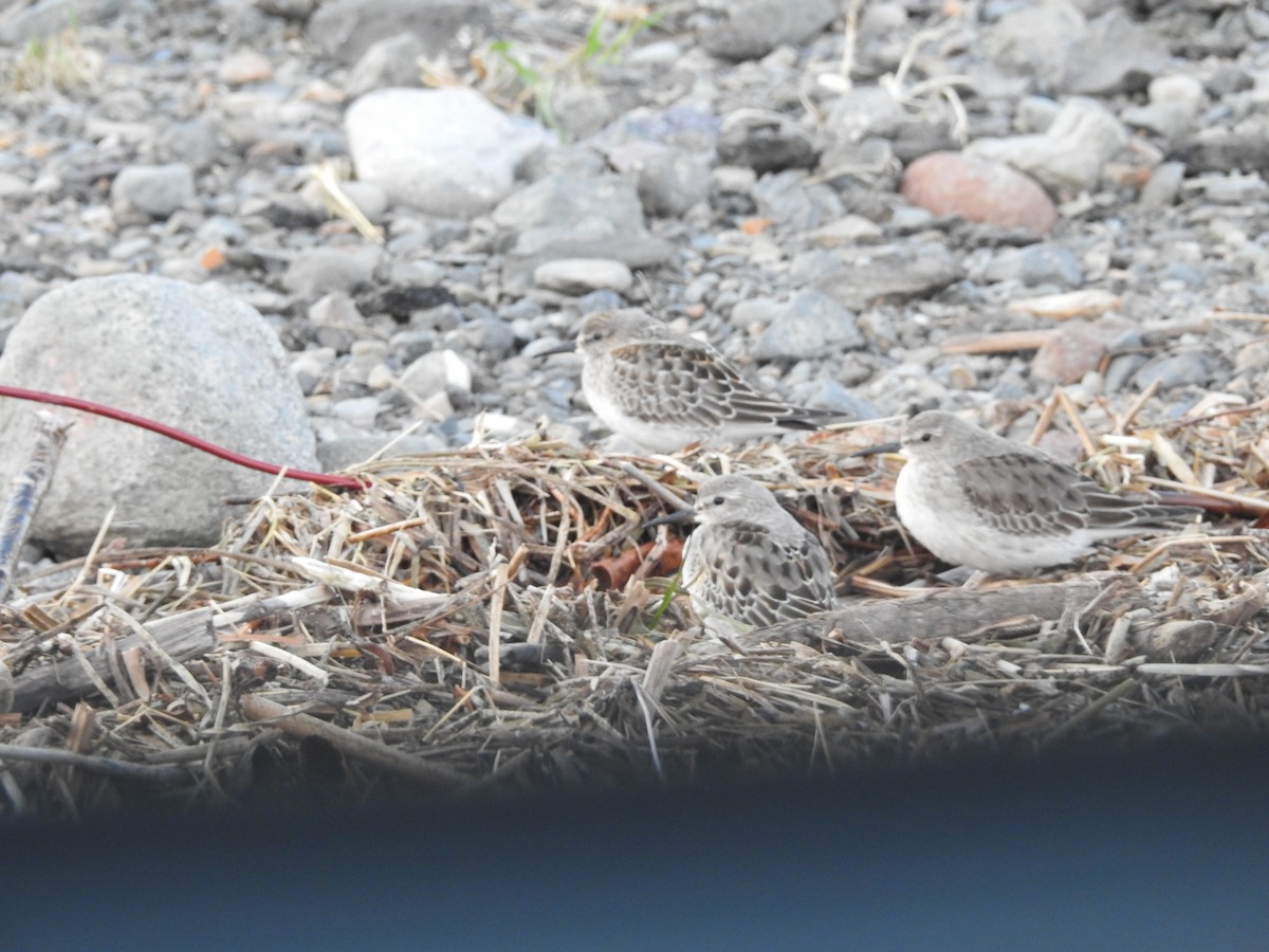 Ak Sokumlu Kumkuşu - ML644852446