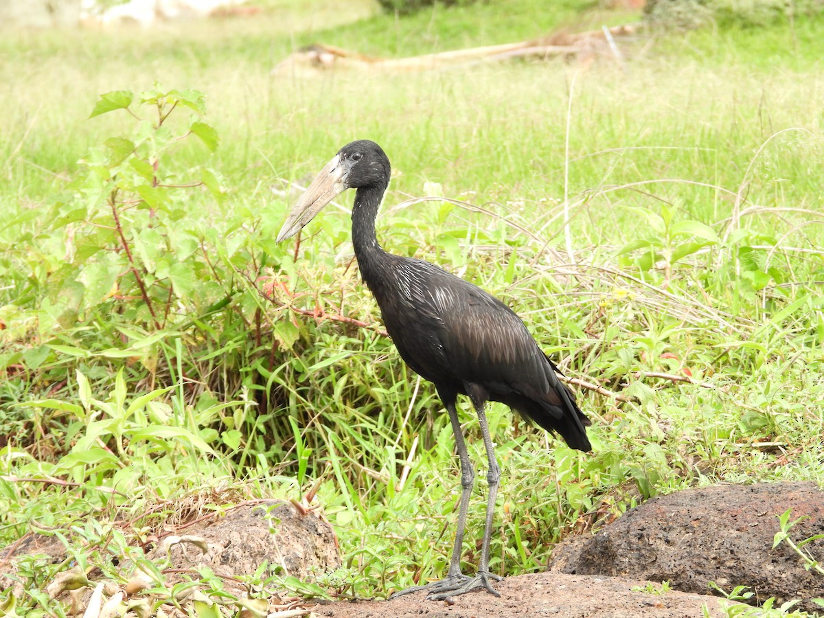 Африканский аист-разиня - ML644852474