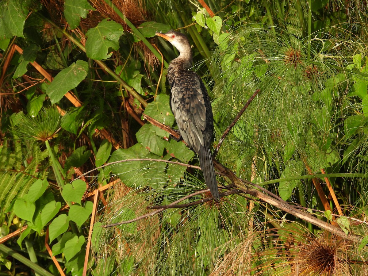 langstjertskarv - ML644852483