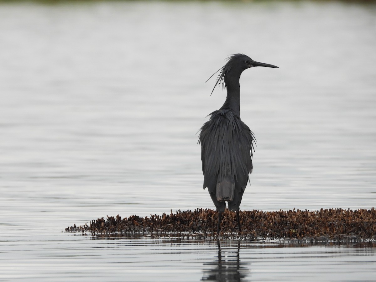 Glockenreiher - ML644852490