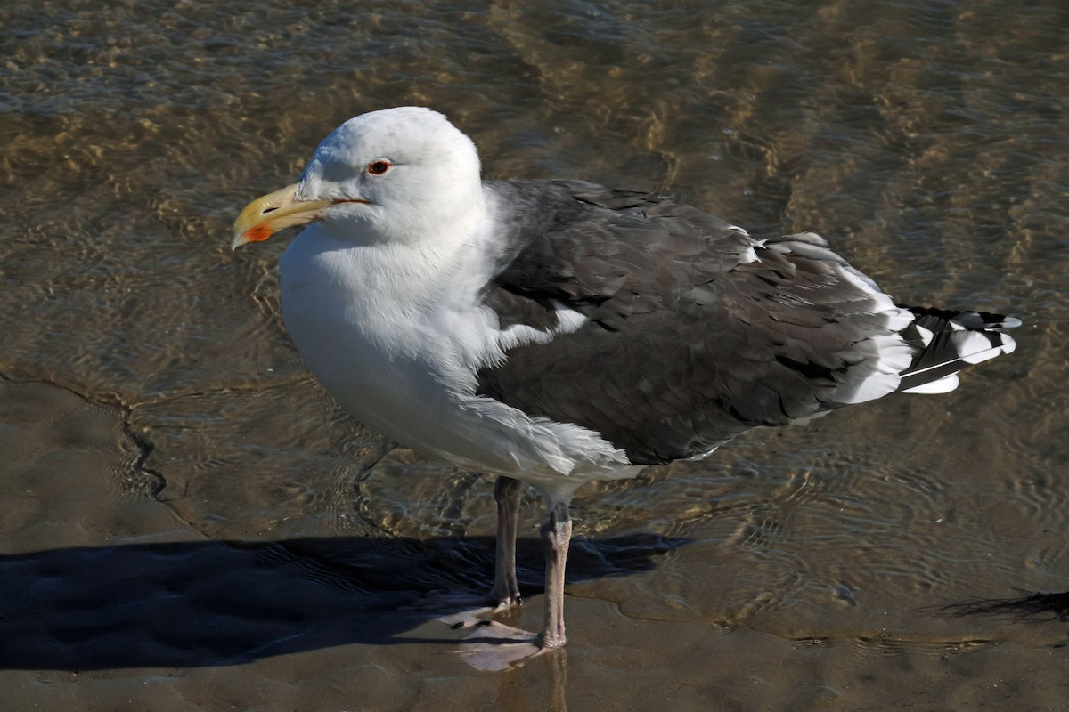 Great Black-backed Gull - ML644852491