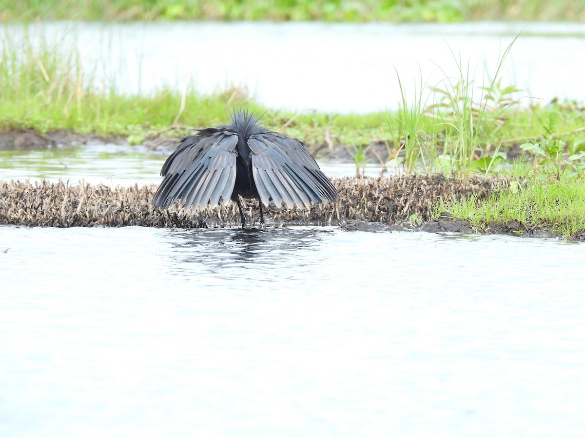 Glockenreiher - ML644852497