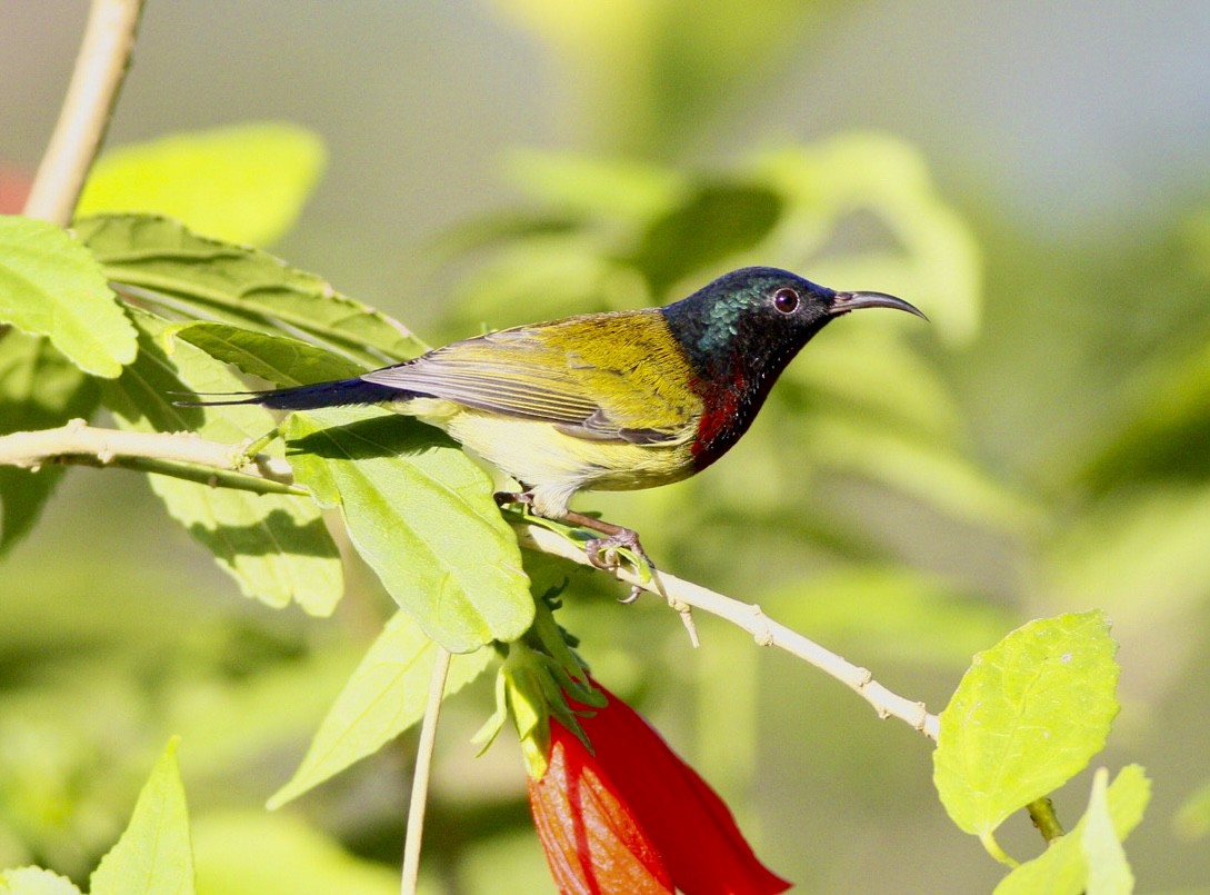 Fork-tailed Sunbird - ML644852498