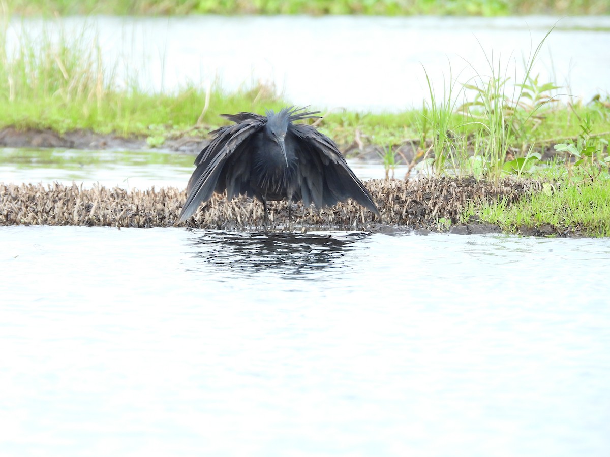 Glockenreiher - ML644852499