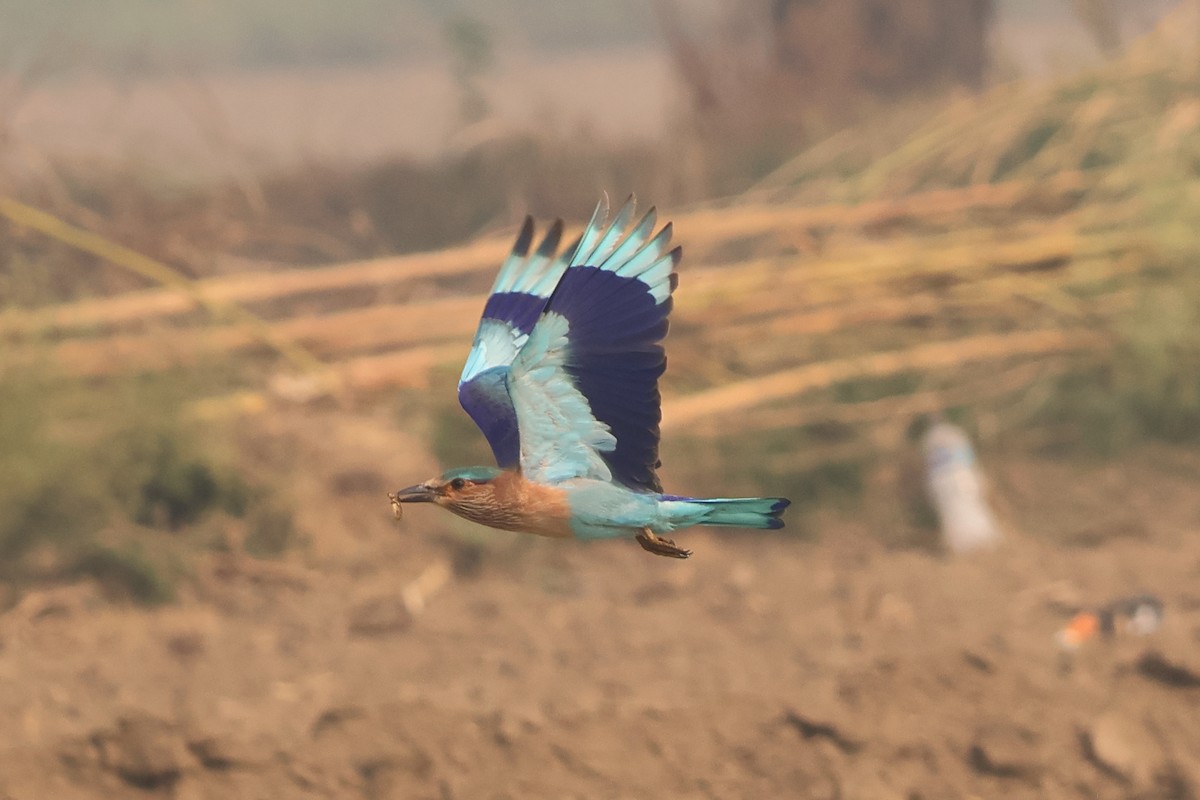 Indian Roller - ML644852507