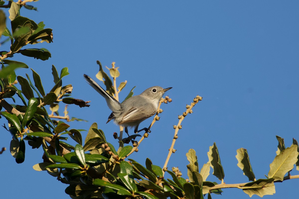 Blue-gray Gnatcatcher - ML644852526