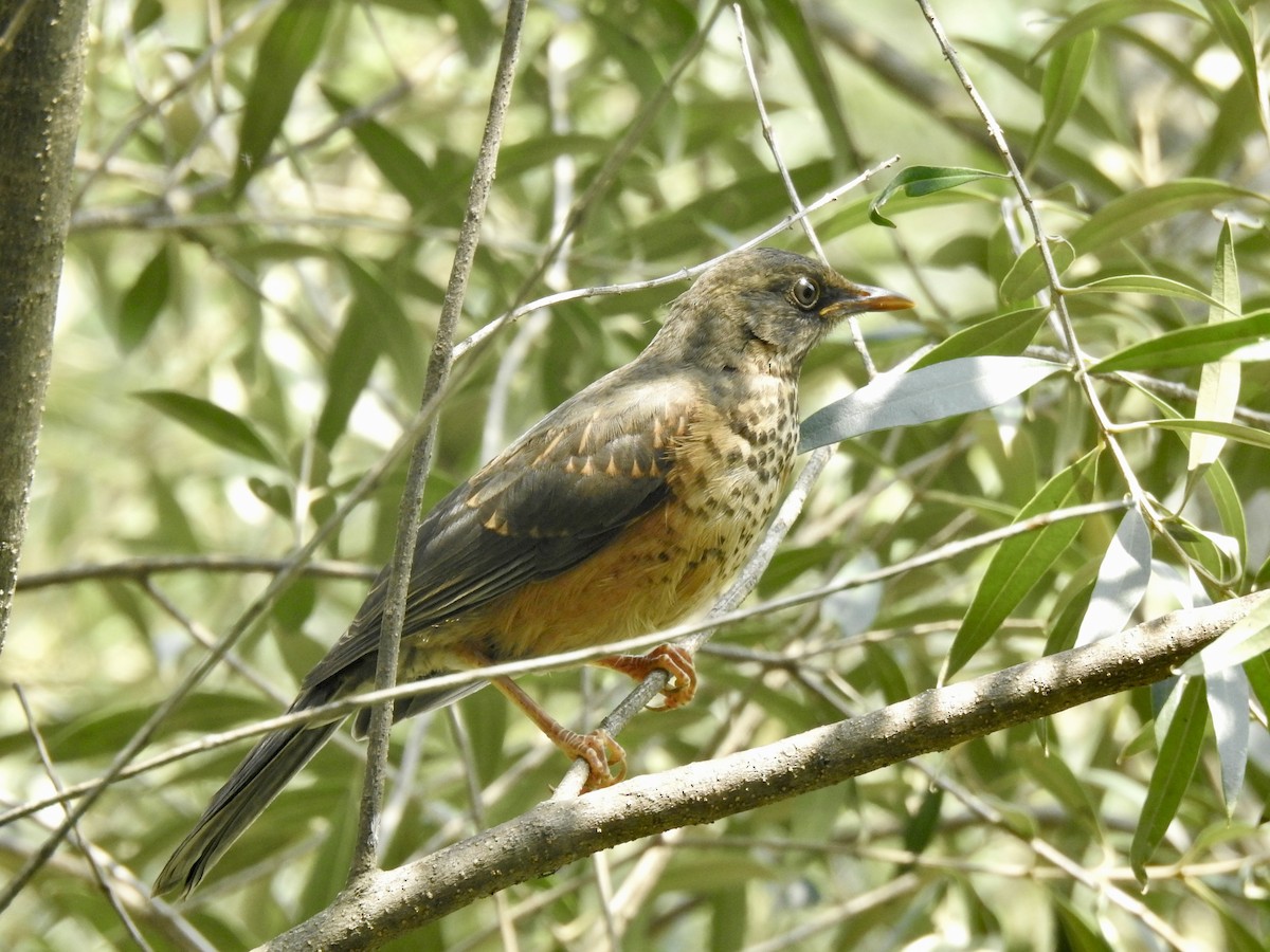 Эфиопский дрозд - ML644852530