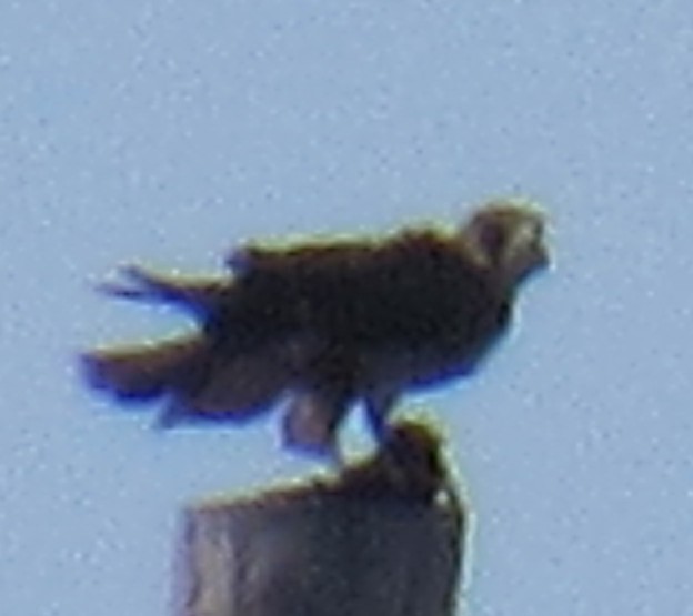 Peregrine Falcon - ML644852531