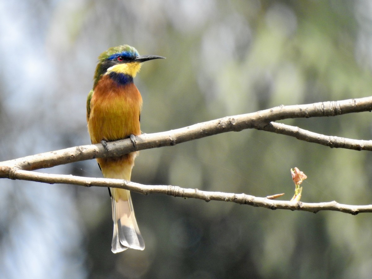 Ethiopian Bee-eater - ML644852548
