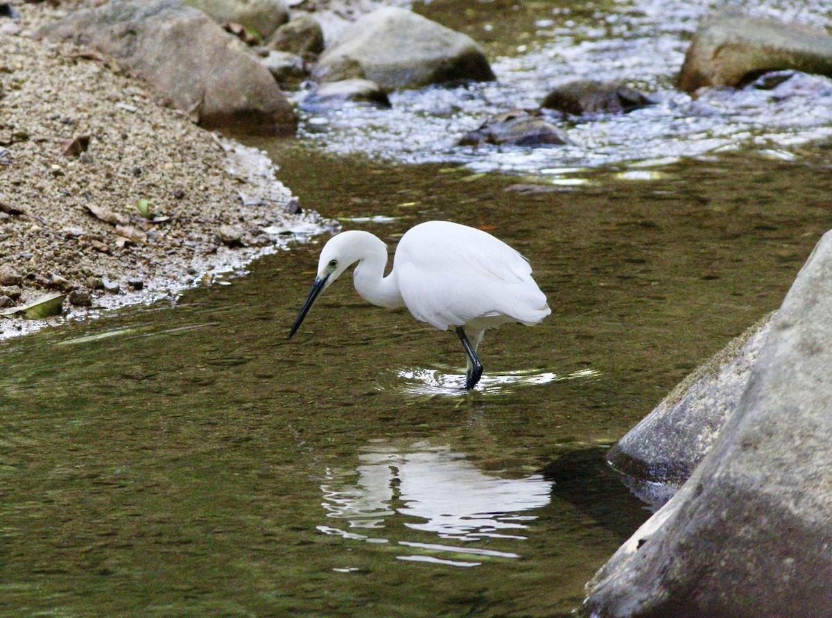 לבנית קטנה - ML644852554
