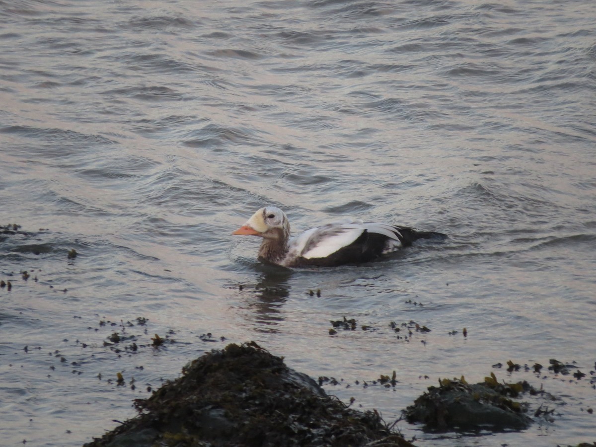 Spectacled Eider - ML644852556