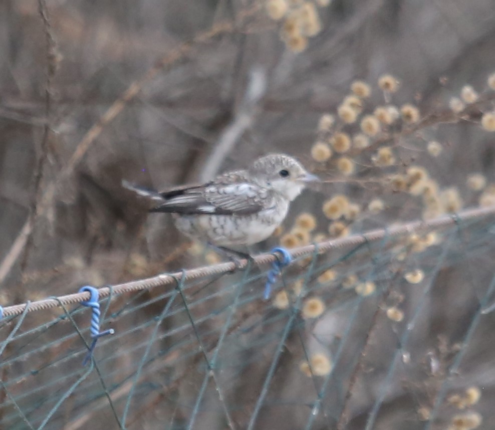 Masked Shrike - ML644852559