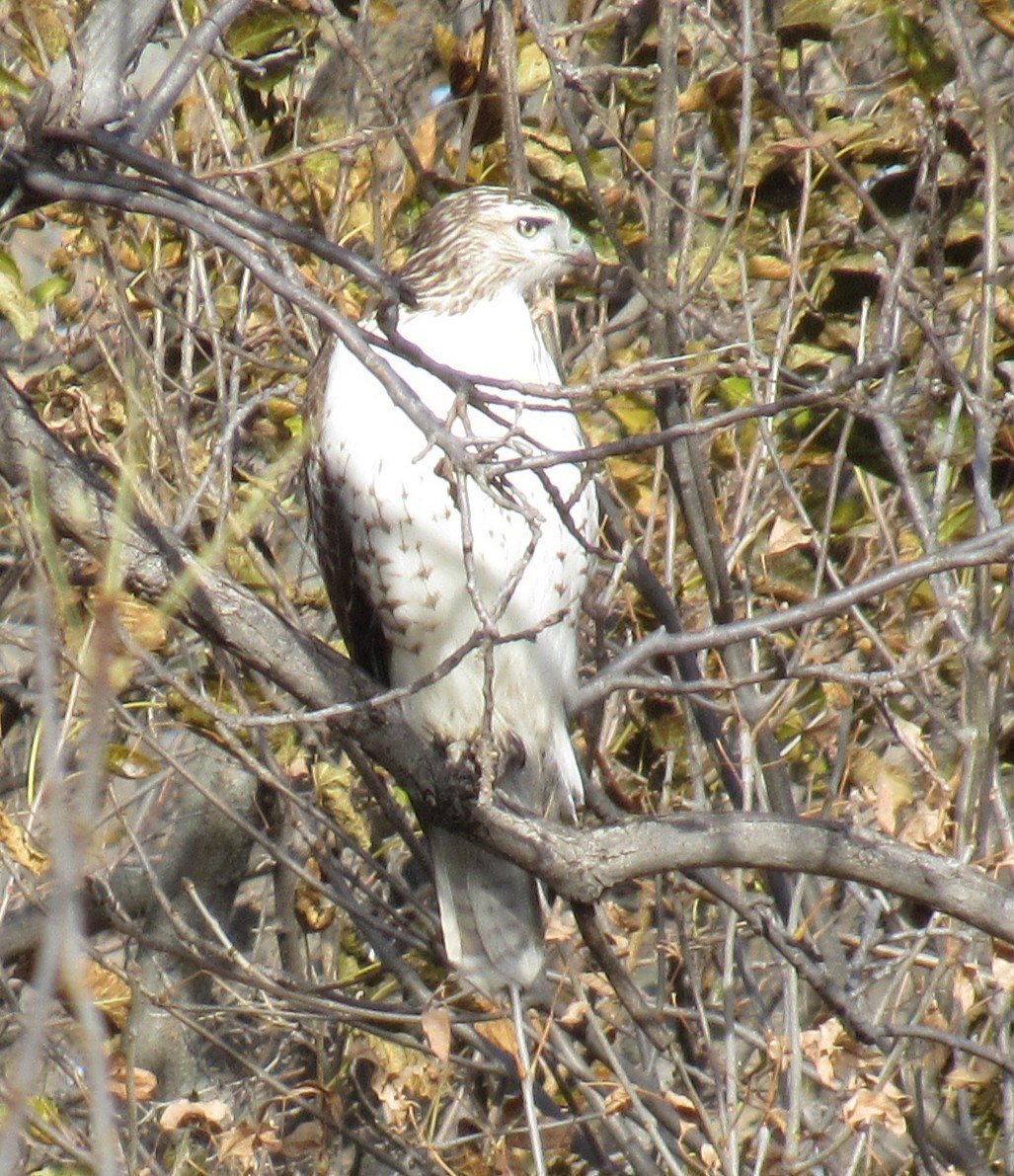 Red-tailed Hawk (Krider's) - ML644852560