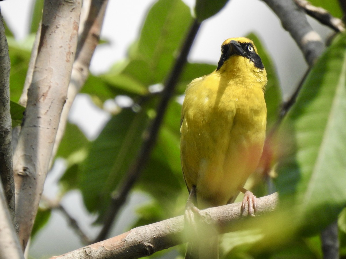 Baglafecht Weaver - ML644852570