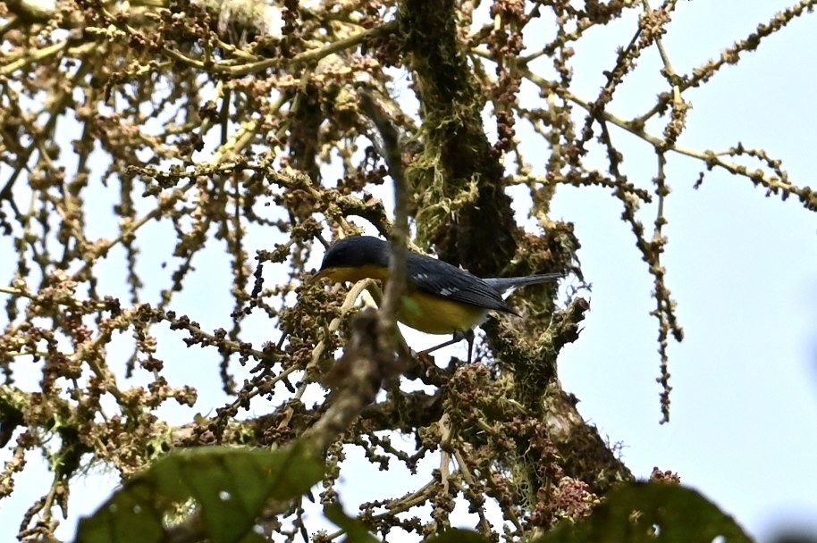 Tropical Parula - ML644852571