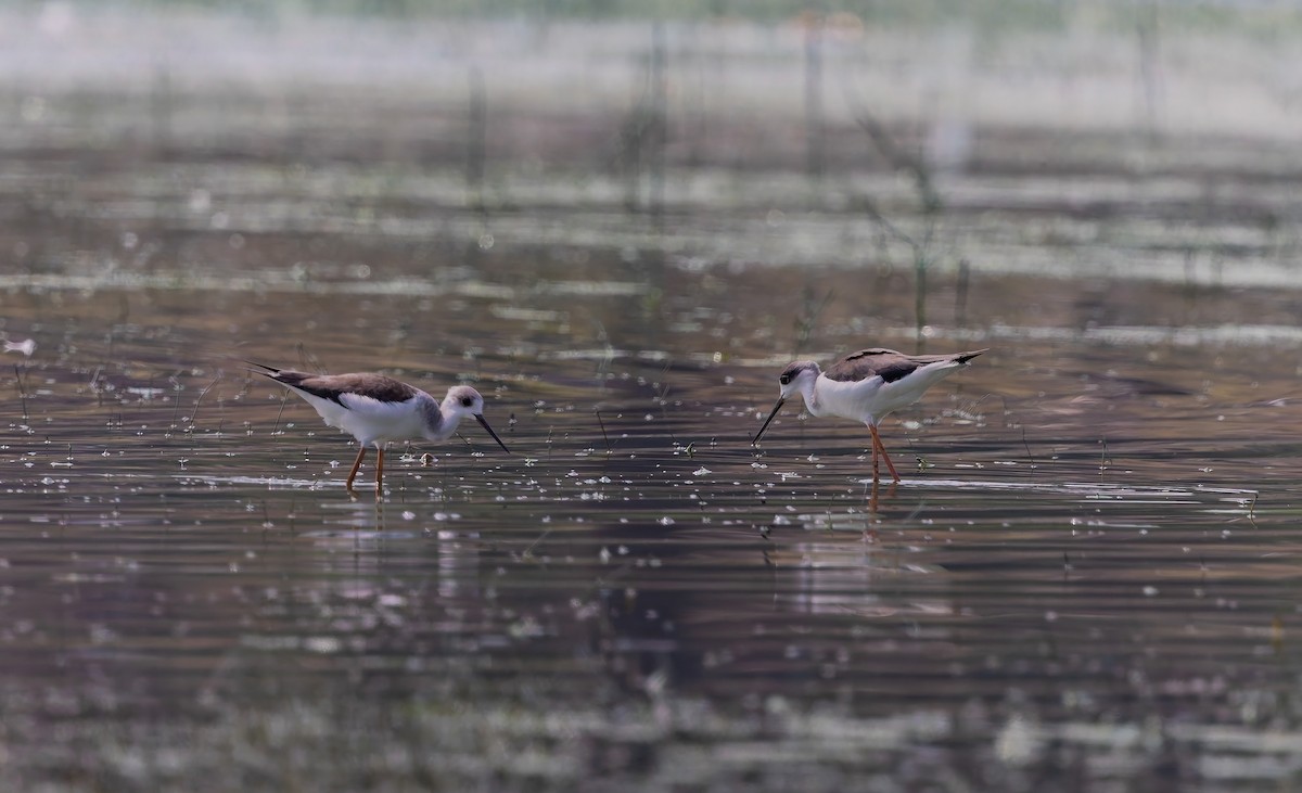 Zankaluze eurasiarra - ML644852572