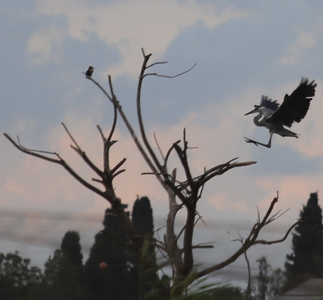 Gray Heron - ML644852582