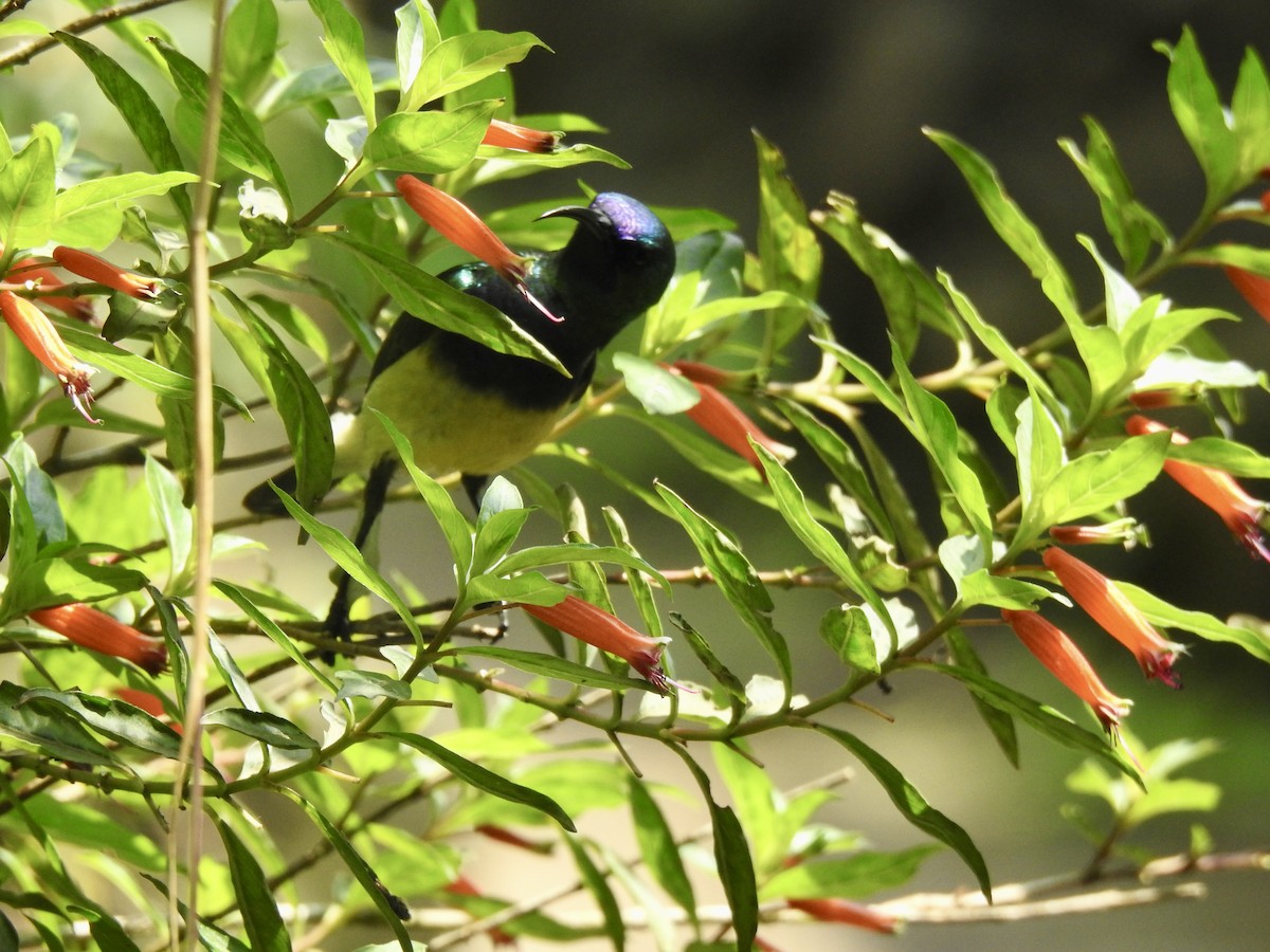 Variable Sunbird (Yellow-bellied) - ML644852584