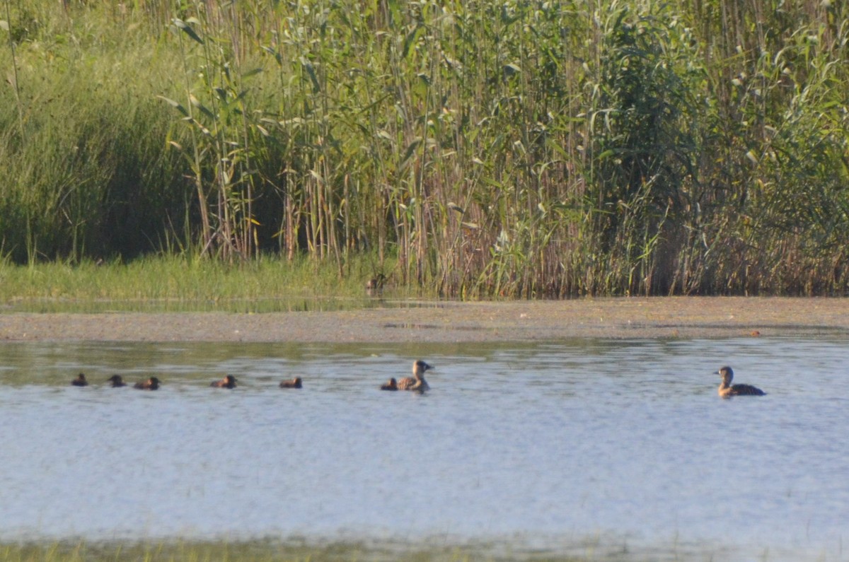 White-backed Duck - ML644852589