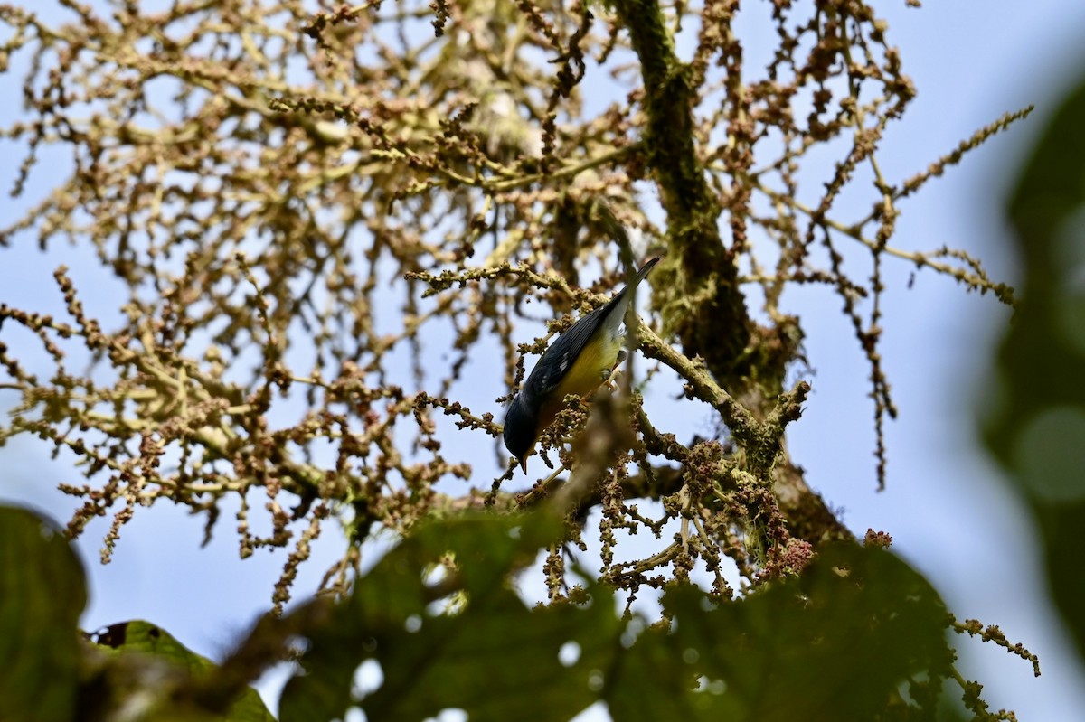 Tropical Parula - ML644852594