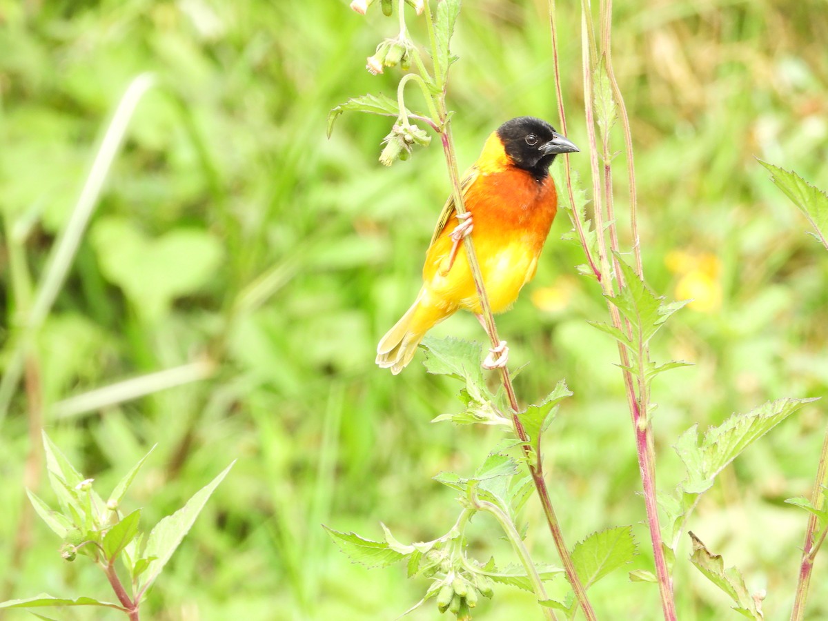 Kara Başlı Dokumacı - ML644852602