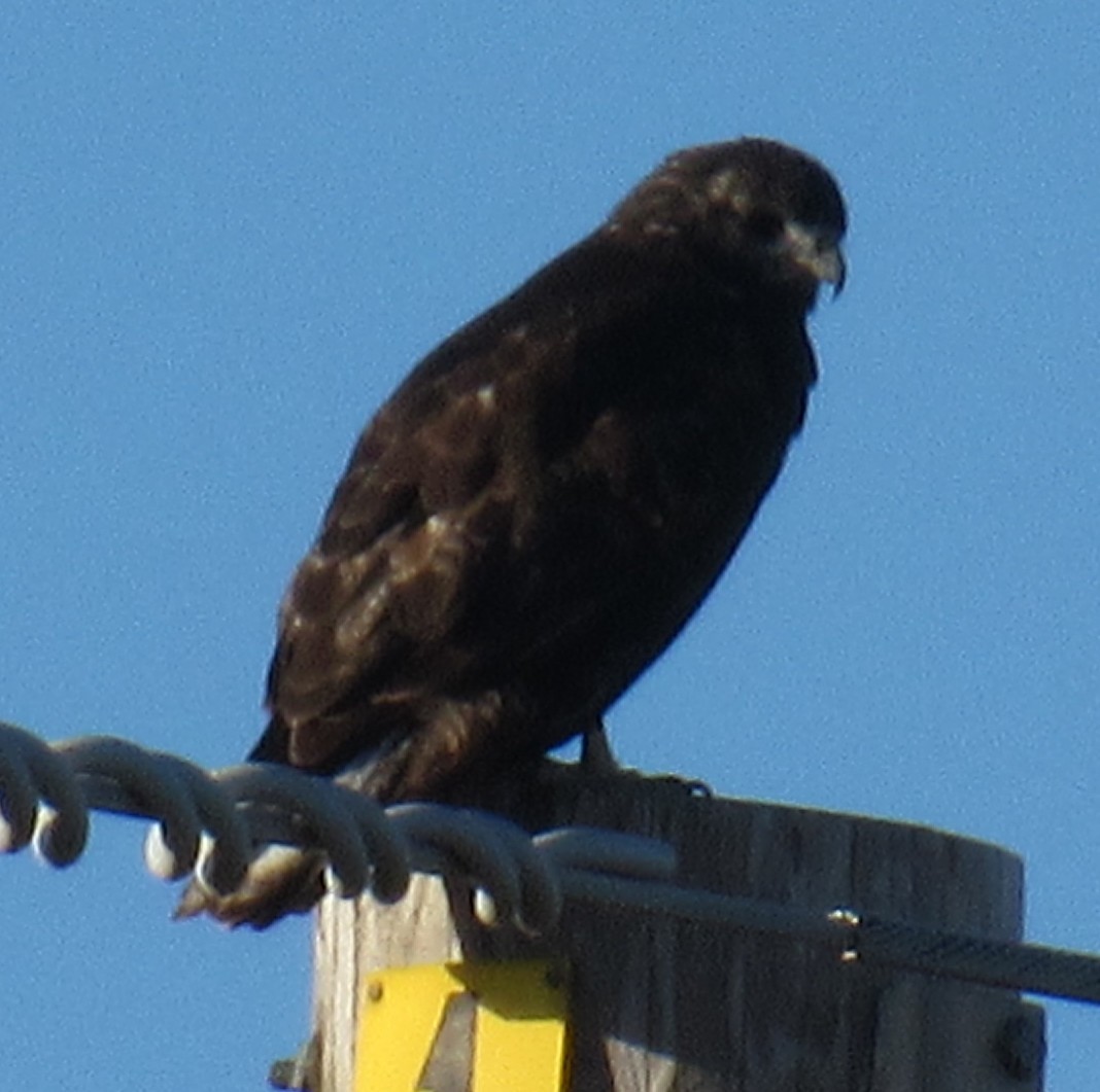 Red-tailed Hawk (Harlan's) - ML644852618