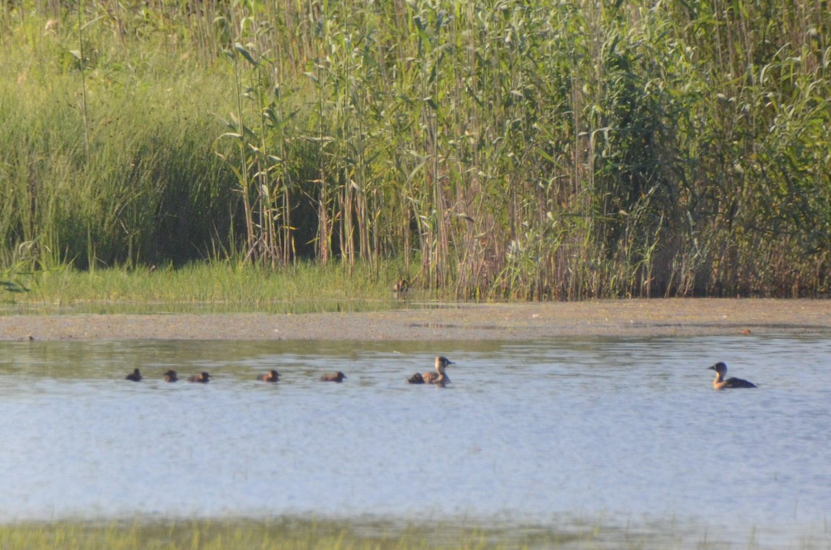 White-backed Duck - ML644852622