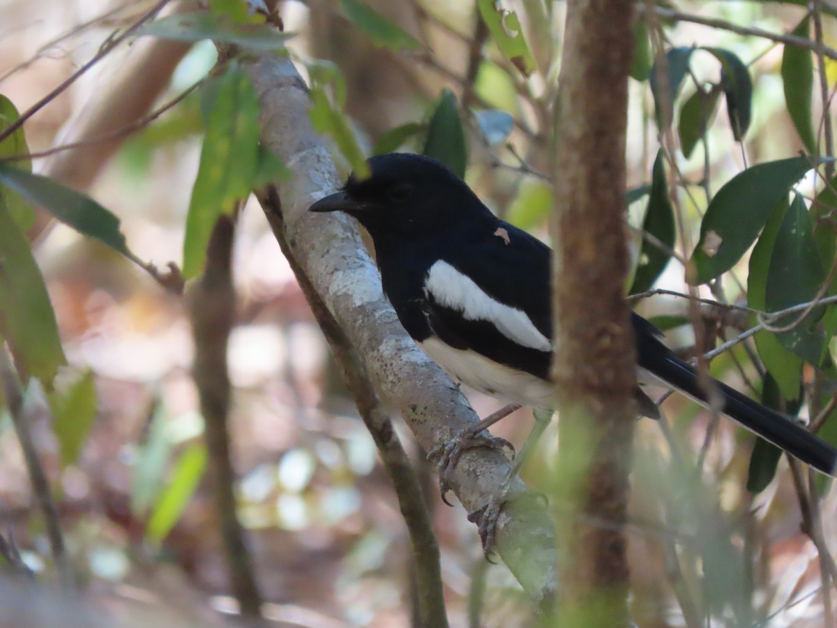 Мадагаскарский шама (inexspectatus) - ML644852645