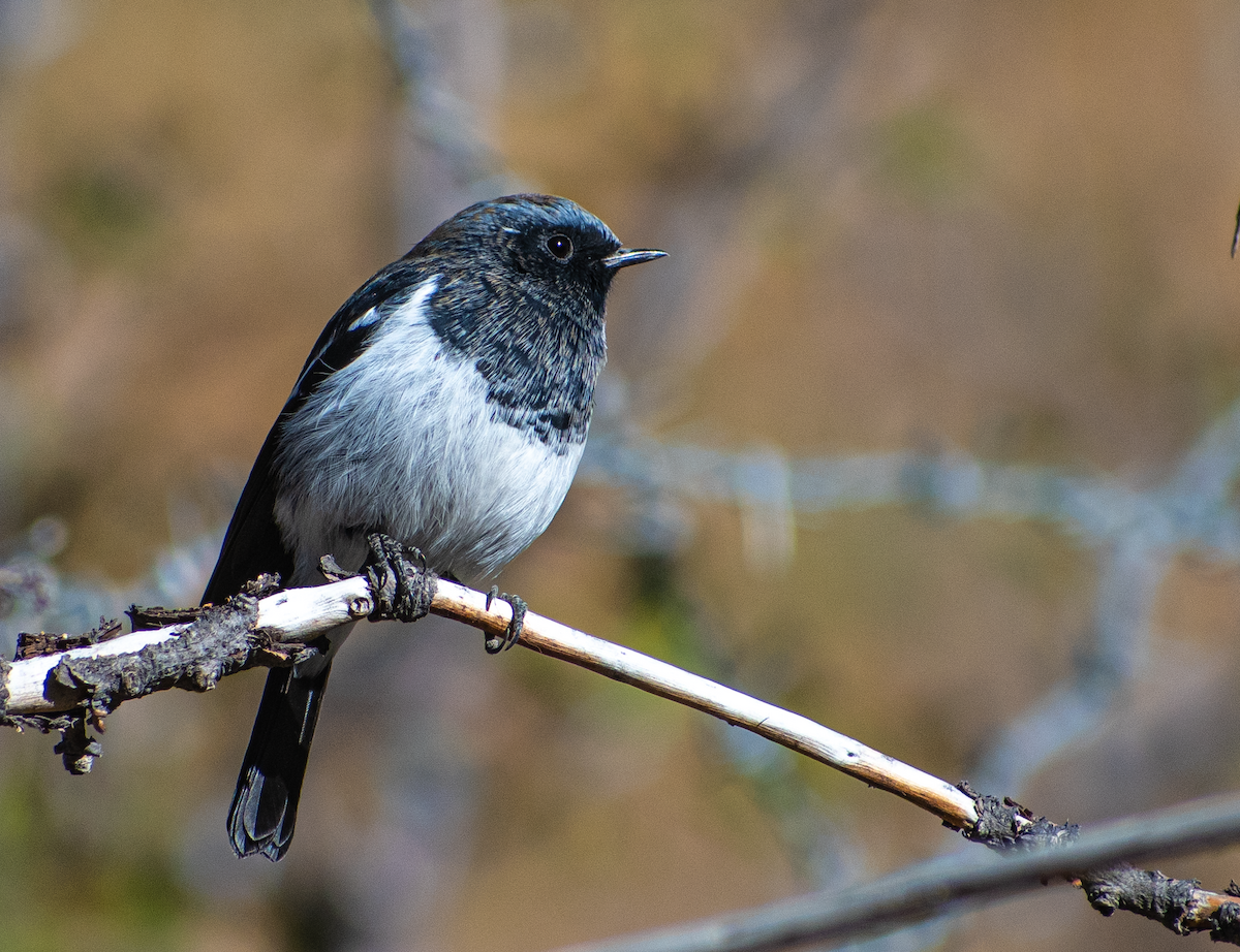 Blue-capped Redstart - ML644852653