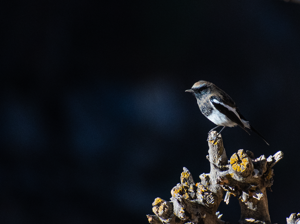 Blue-capped Redstart - ML644852654