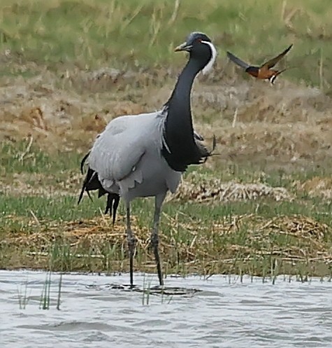 jeřáb panenský - ML644852659