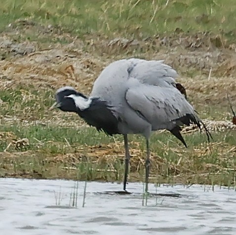 jeřáb panenský - ML644852660