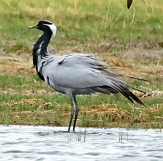 jeřáb panenský - ML644852661