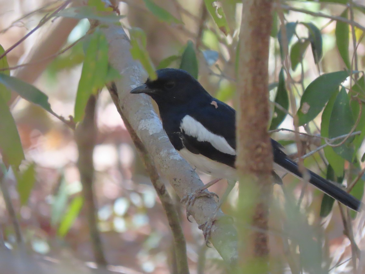 Мадагаскарский шама (inexspectatus) - ML644852662