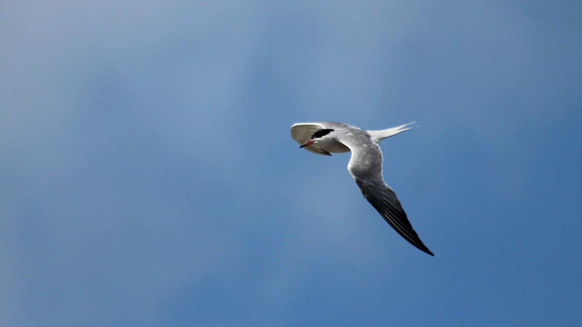 rybák obecný - ML644852673