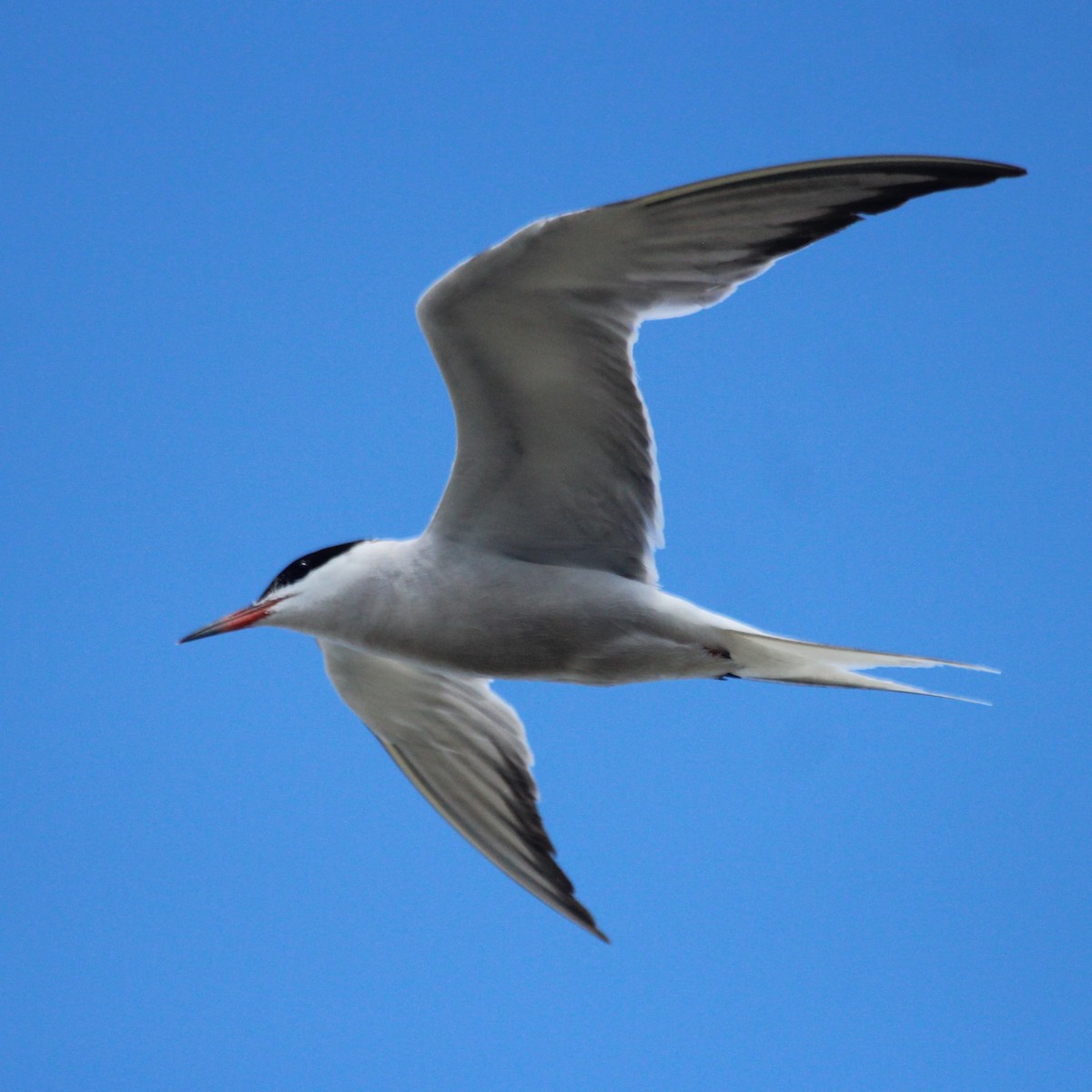 rybák obecný - ML644852674