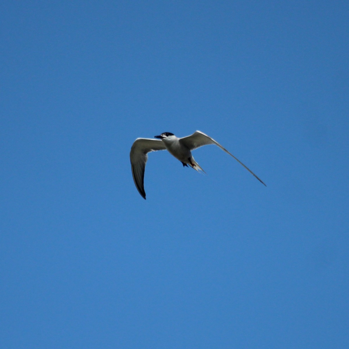 rybák obecný - ML644852675