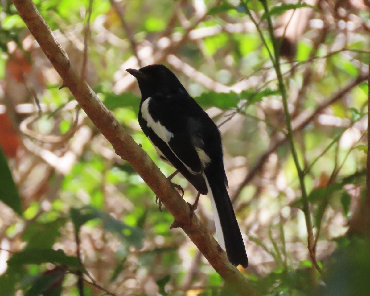 Мадагаскарский шама (inexspectatus) - ML644852681