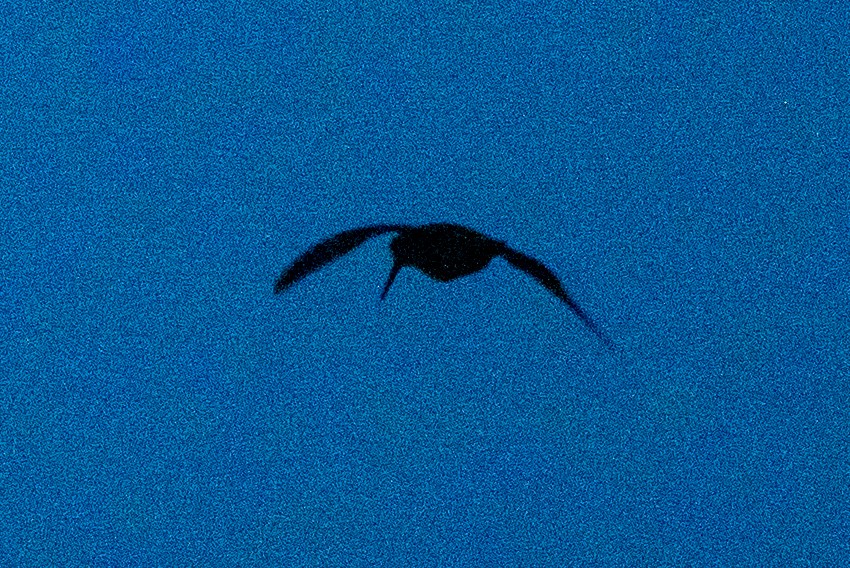 Oilagor eurasiarra - ML644852693