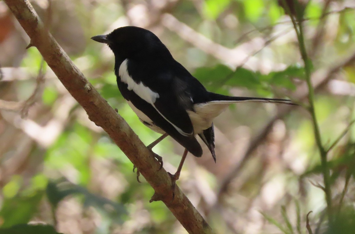 Мадагаскарский шама (inexspectatus) - ML644852701