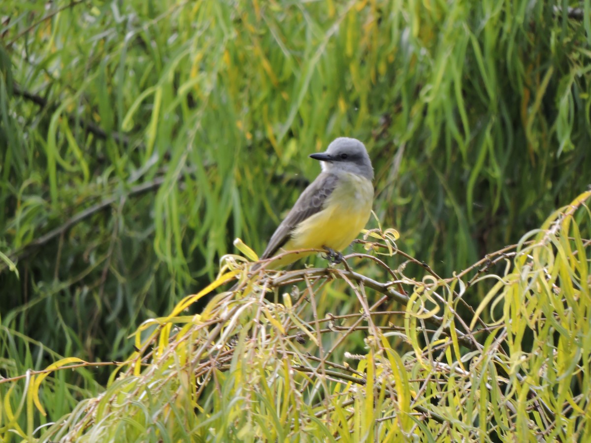 Tropical Kingbird - ML644852707