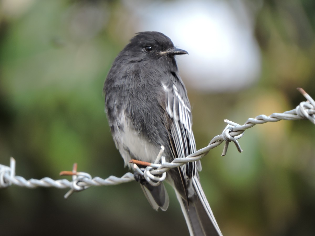 Moucherolle noir - ML644852715