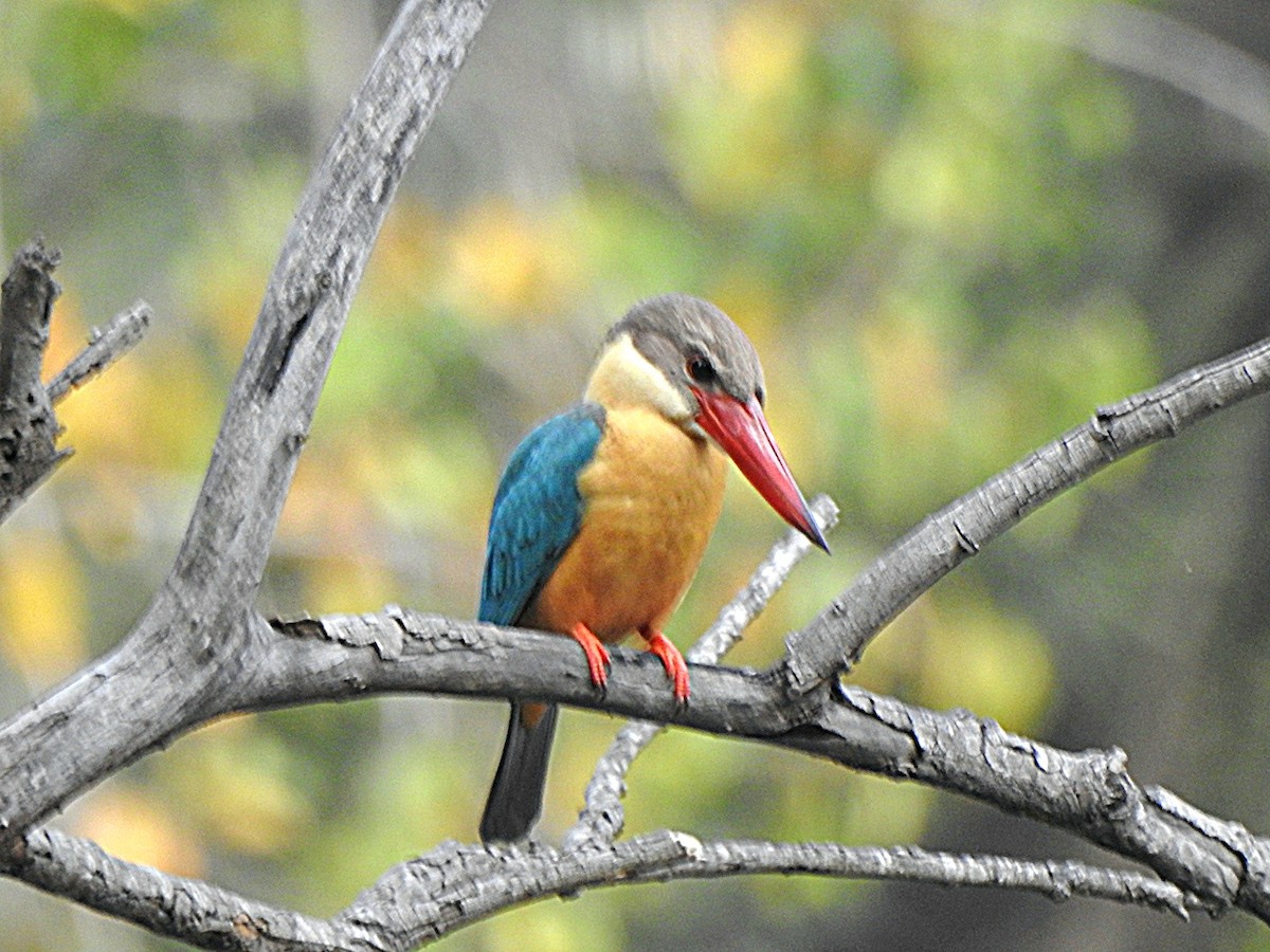 Martin-chasseur gurial - ML644852721