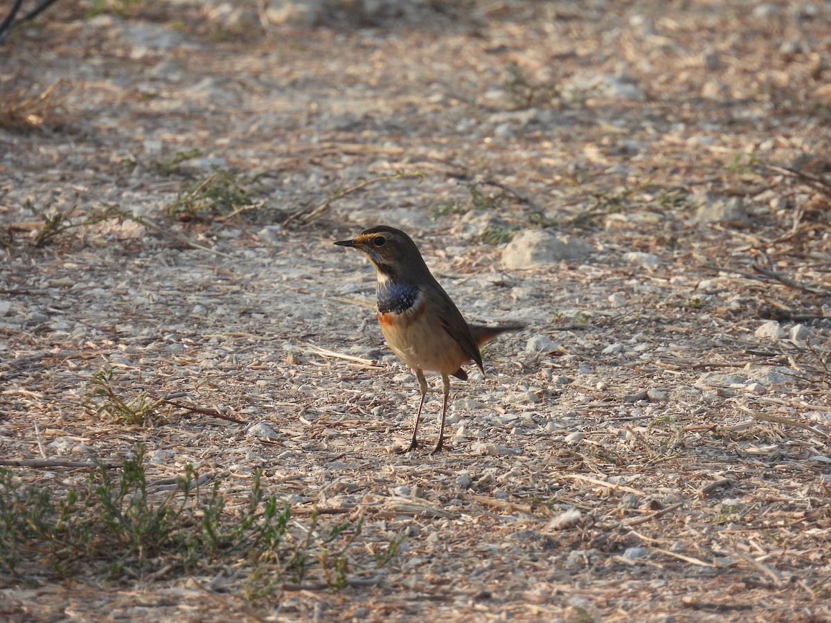 Gorgebleue à miroir - ML644852723