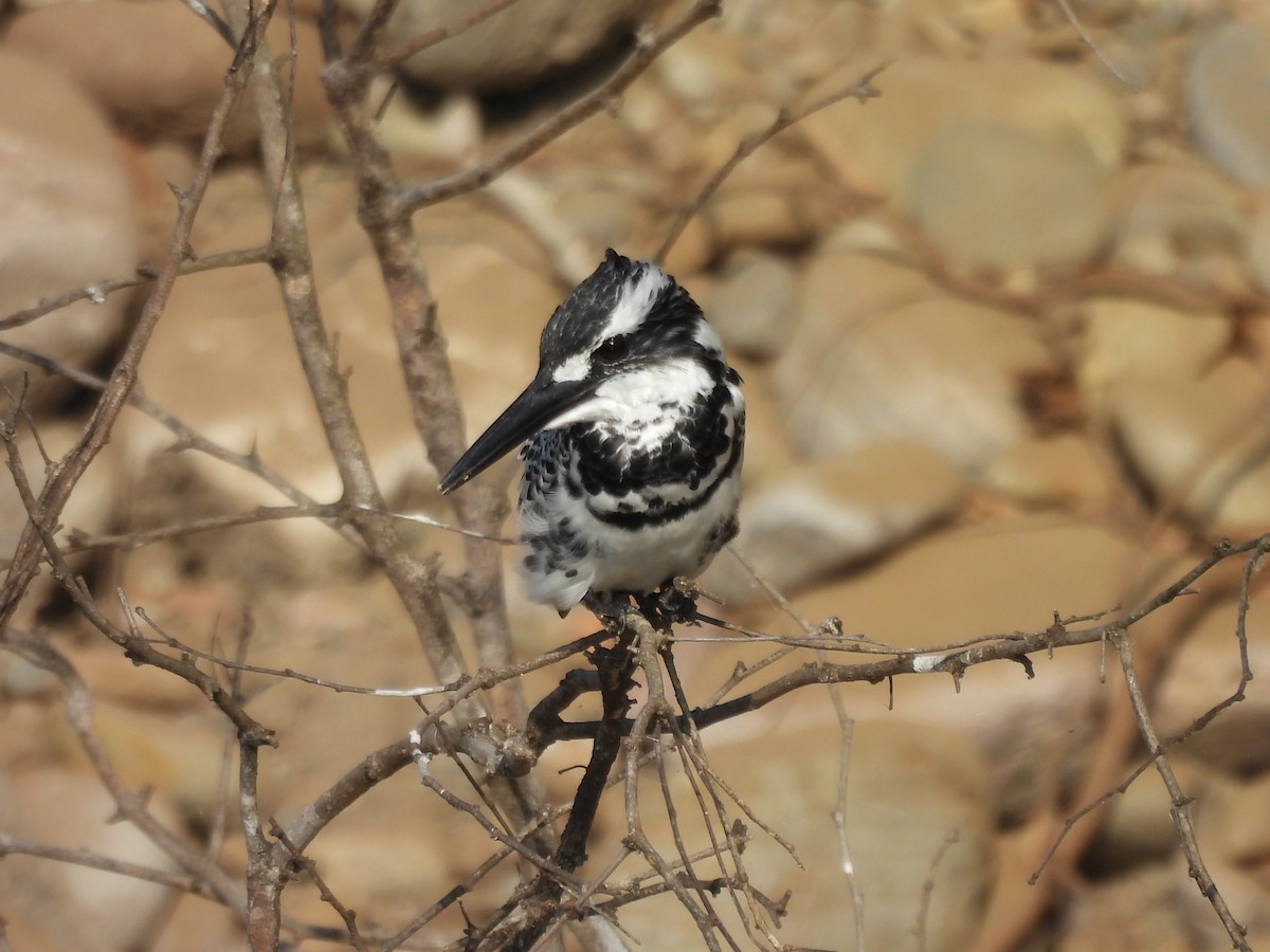 Martin-pêcheur pie - ML644852725