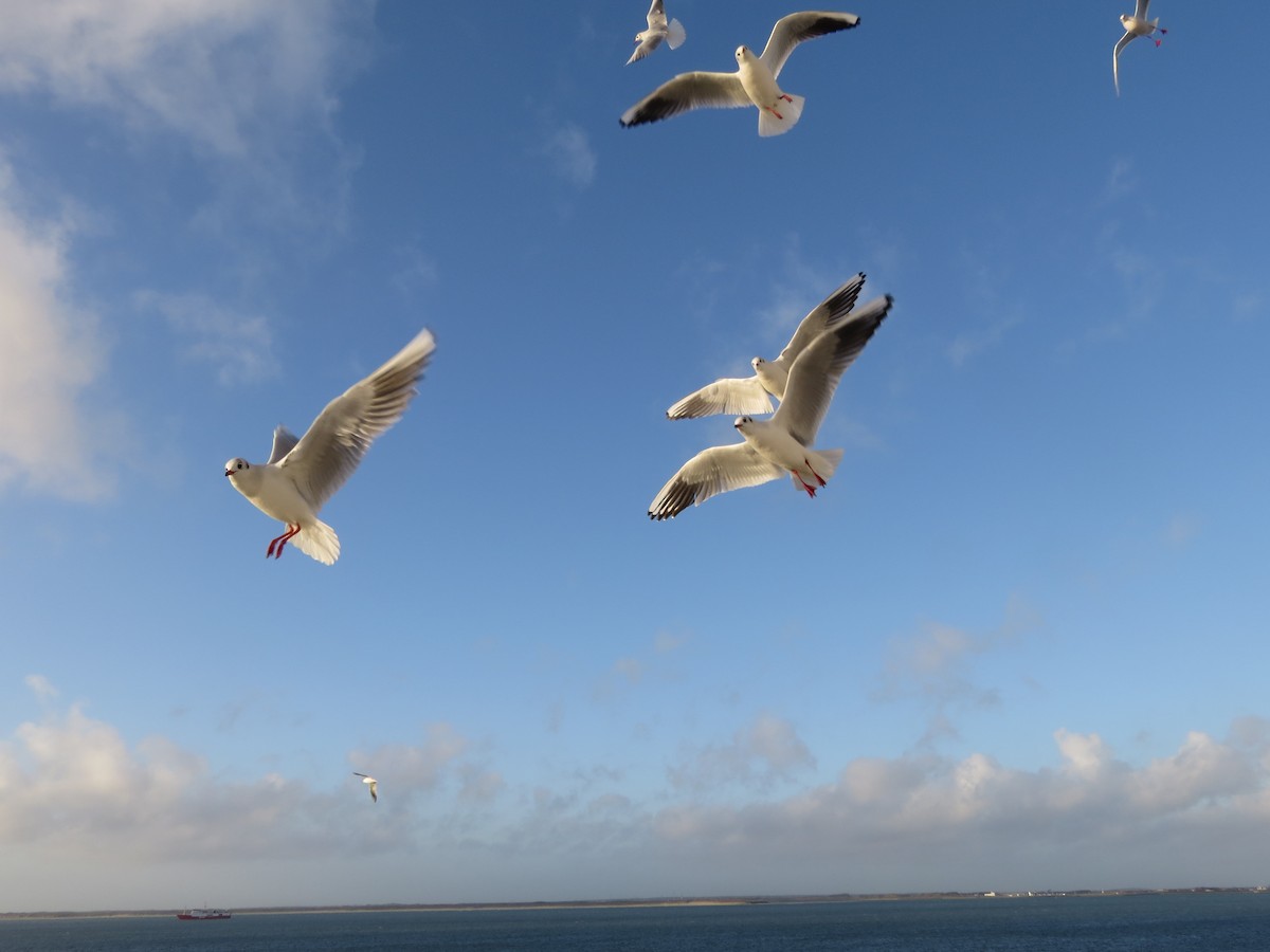 Mouette rieuse - ML644852727
