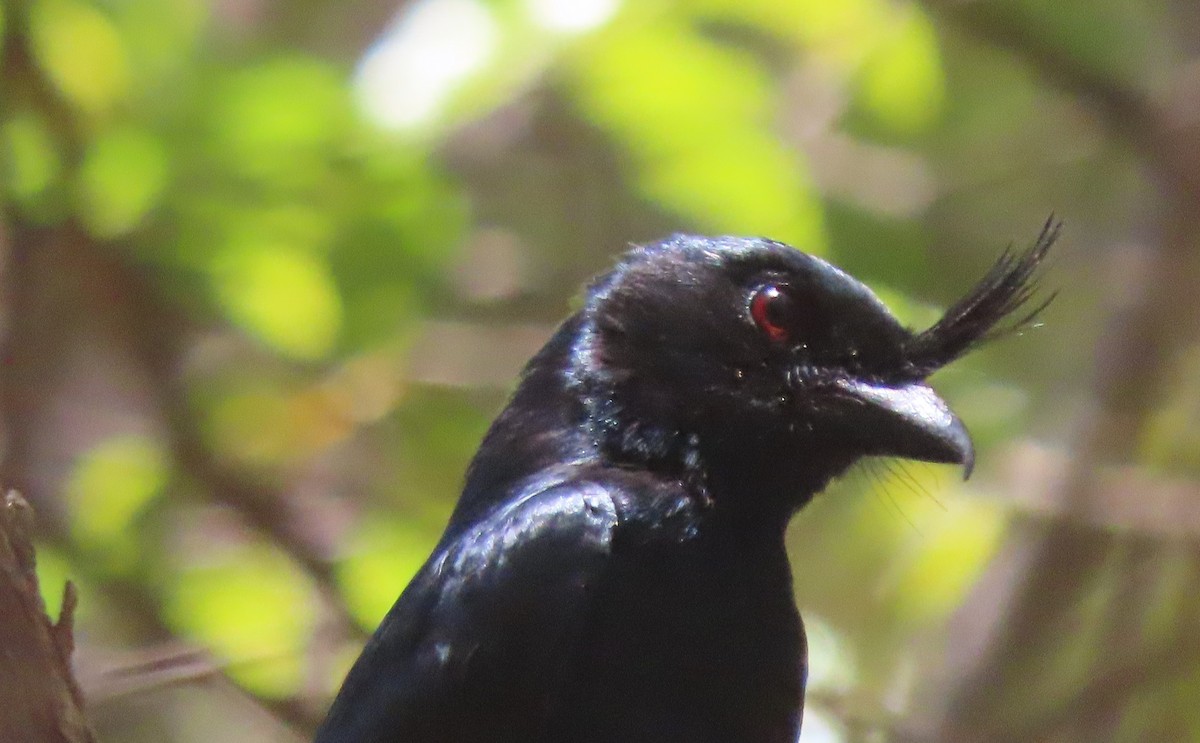Drongo malgache (forficatus) - ML644852728